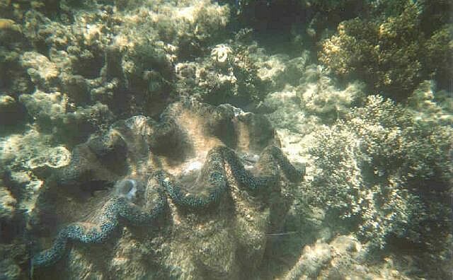 Giant Clam