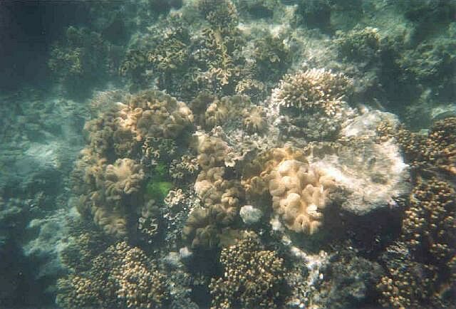 Coral on the Reef