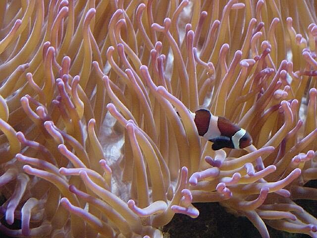 reefdenizens-anemonefish2.jpg