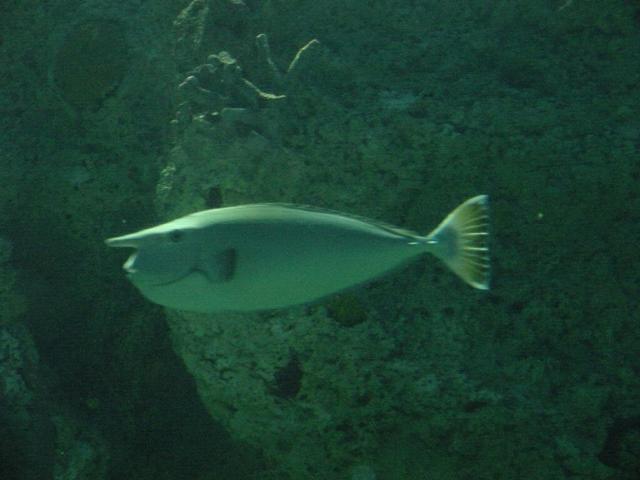 reefdenizensunicornfish.jpg