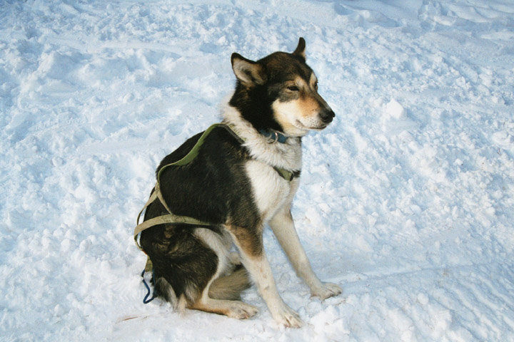 sled dog