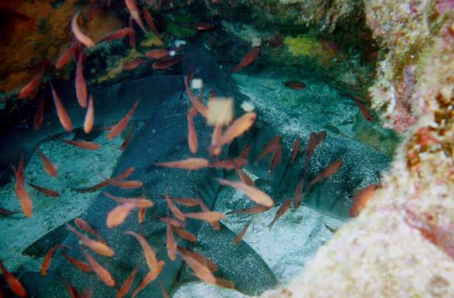 restingsharks.jpg - Sharks hiding in rocks