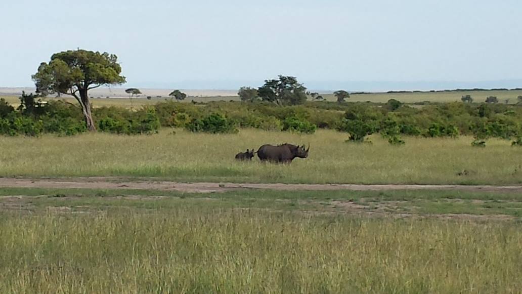 Mother and baby Rhino