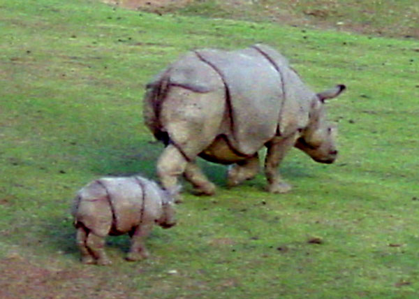 Rhinoceros Mother and Young