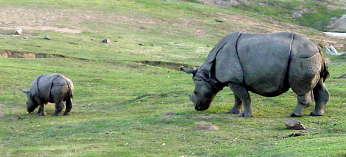 Rhinoceros Mother and Young