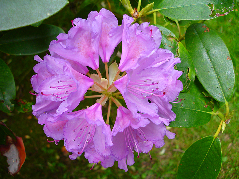 rhododendronflower.jpg