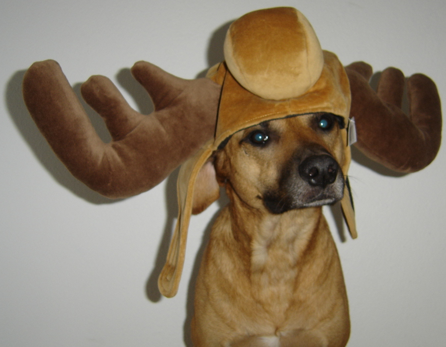 ridgebackmoose.png