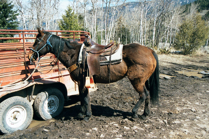 Trail horse