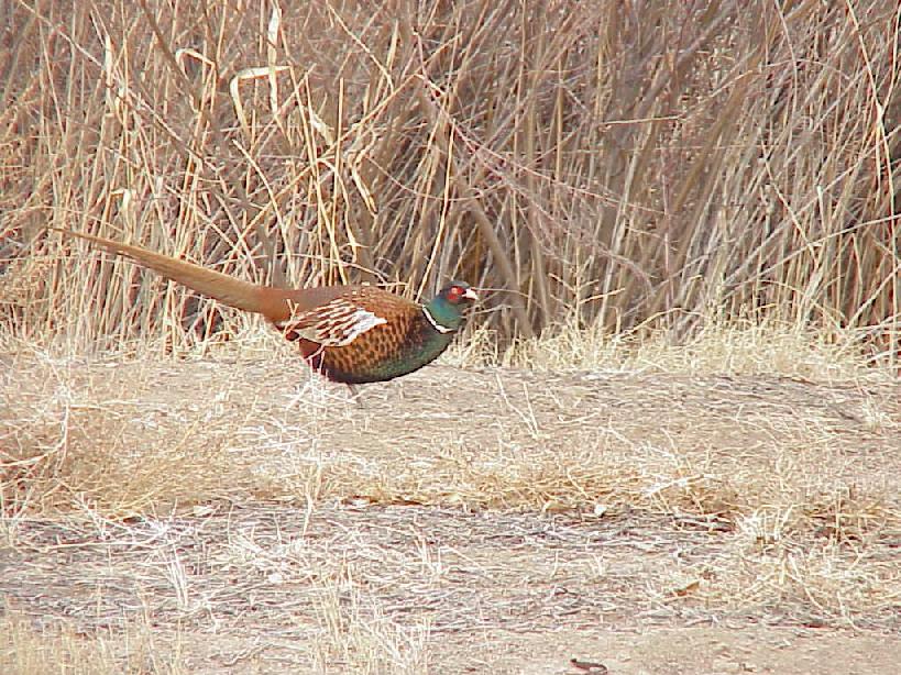 ringneckpheasant50919.jpg