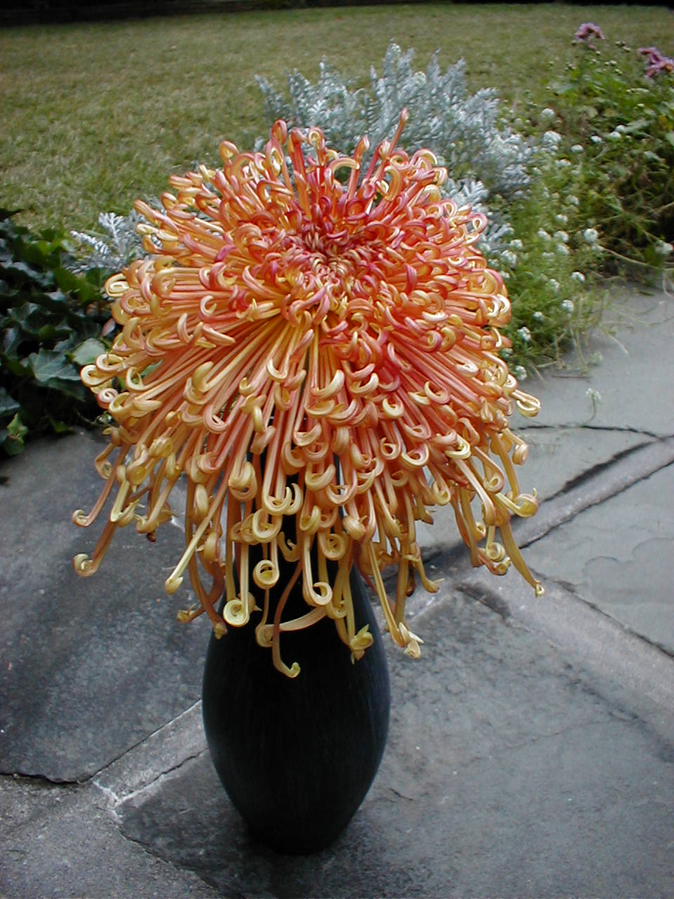 chrysanthemum