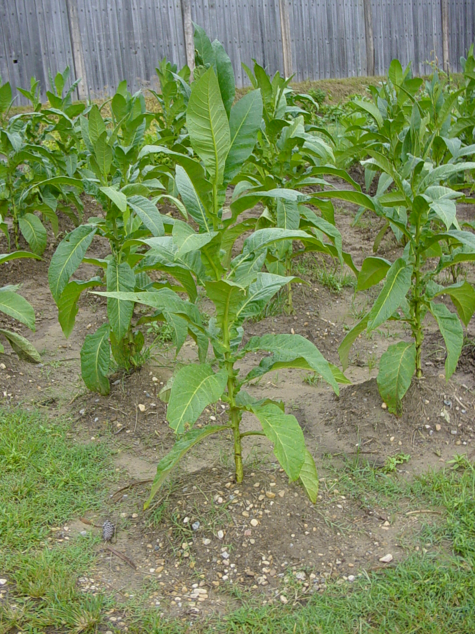 Tobacco plant