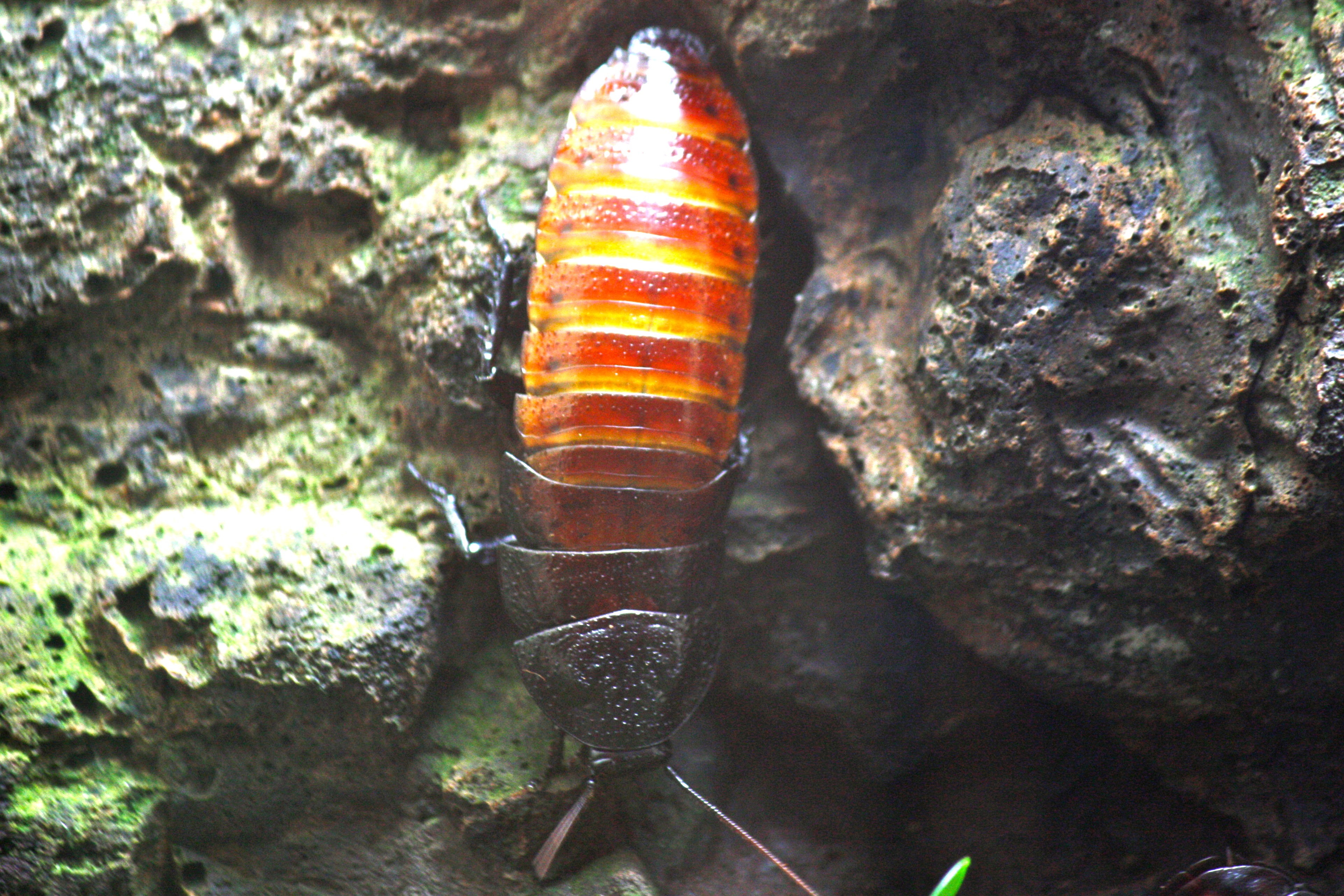 roach.jpg