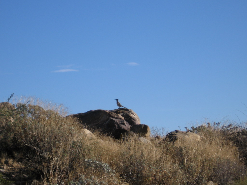 Road Runner on rock