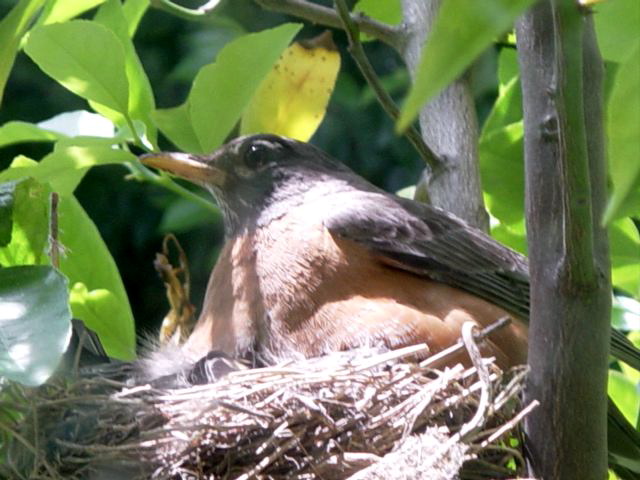 Robin in Nest