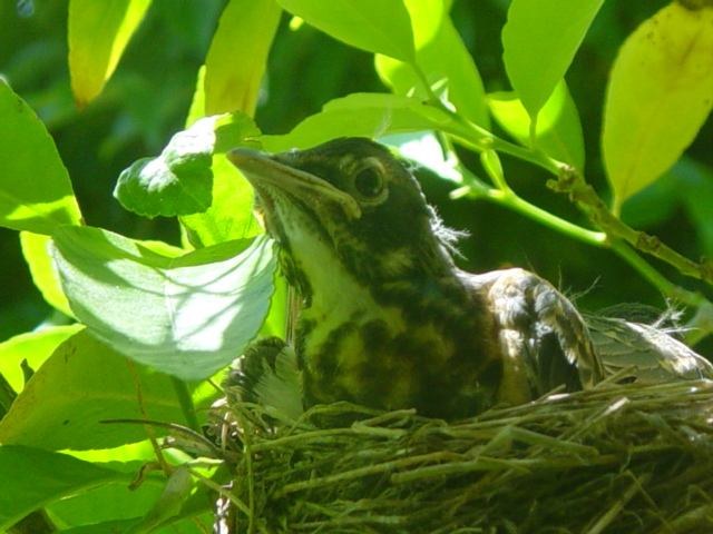 Robin Chick