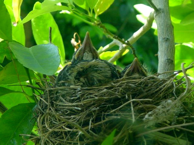 Robin Chicks in Nest