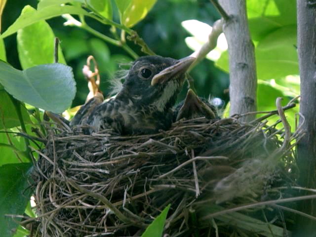 Robin Chicks in Nest