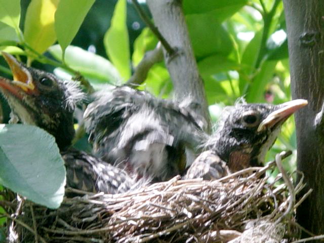 Robin Chicks in Nest