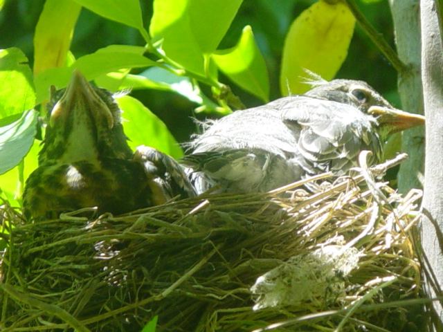 Robin Chicks in Nest