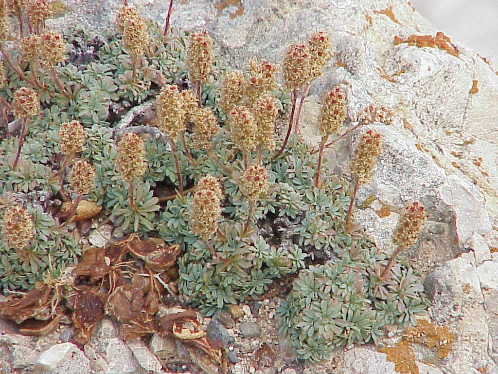 Rockmat habitat