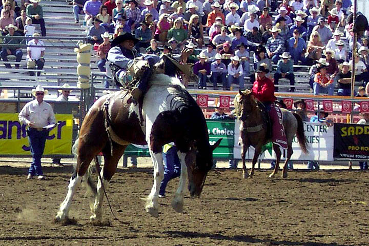 A cowboy stays on the horse in the bareback riding event.