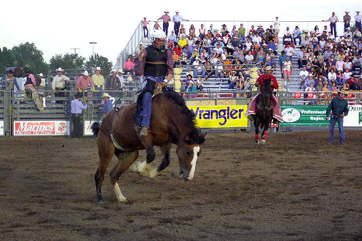 A cowboy tries to stay on a bucking bronc in the bareback event.