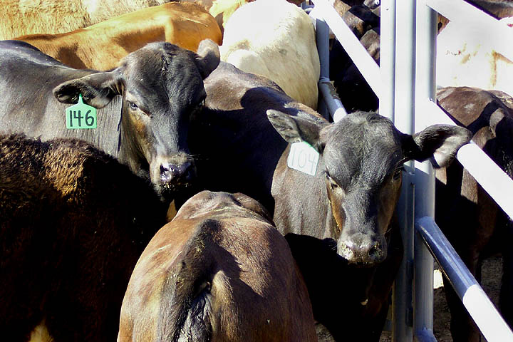 Calves wait in a stock pen prior to the calf roping event in the rodeo.