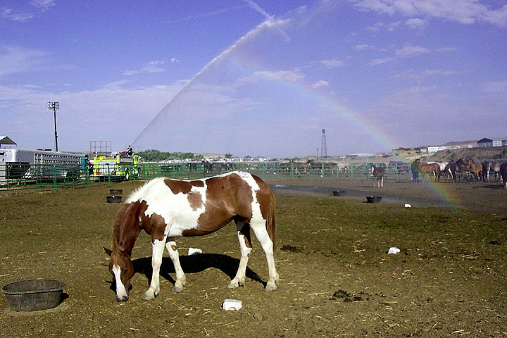 A fireman sprays water on the stock pens to settle the dust and give the horses a little relief from the heat.