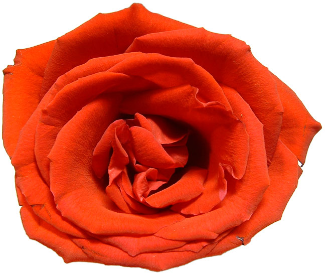 close-up of a rose