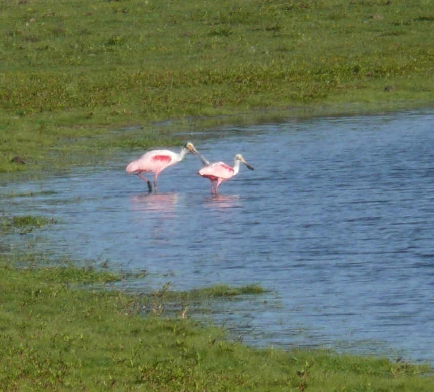 Roseate Spoonbills in laguna