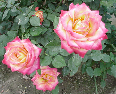 Rose bushes in bloom