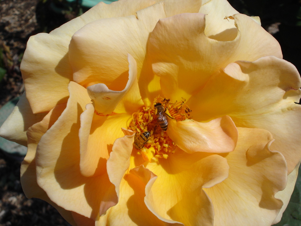 Bee with Flower