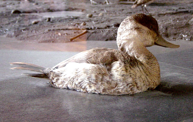 Ruddy Duck (Female)