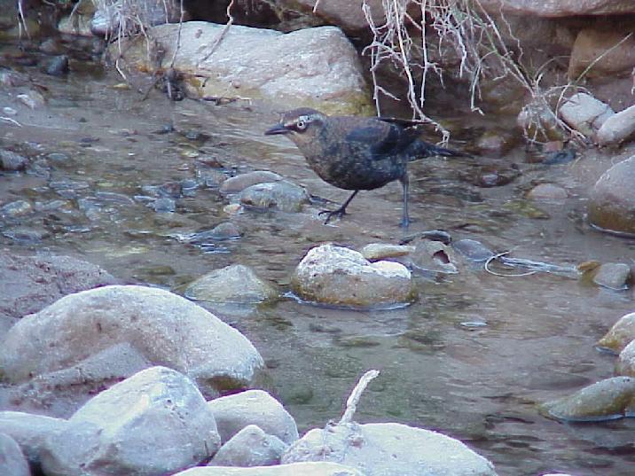 Rusty blackbird on rocks