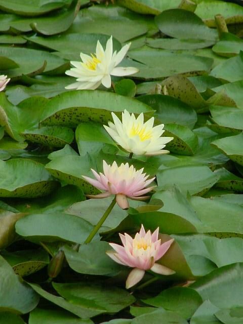 Lotus at Jingab Park