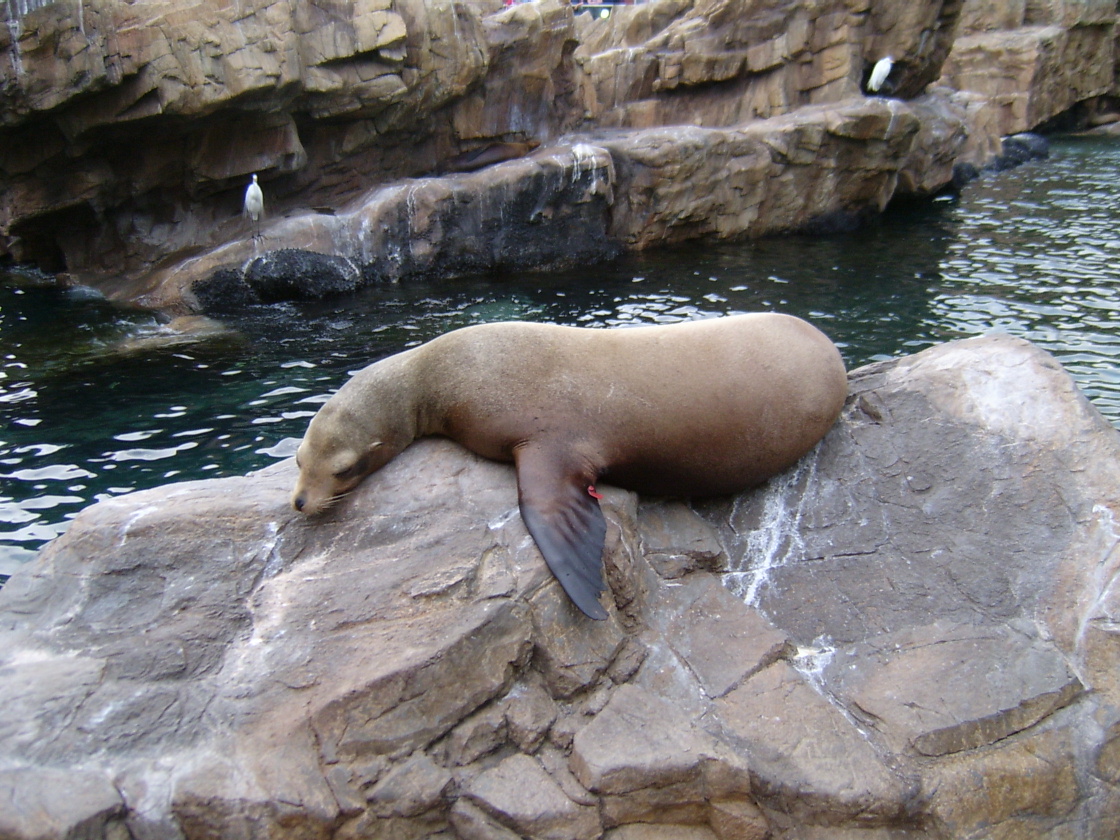 sea lion sleeping