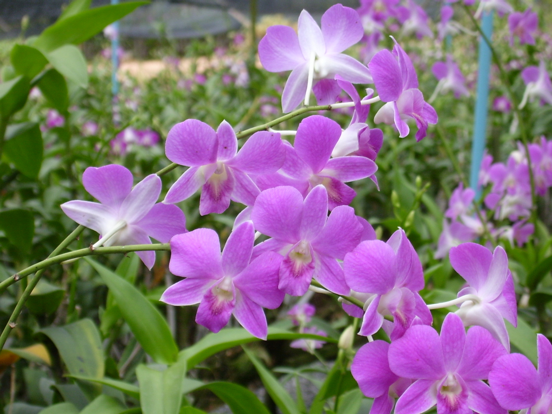 Orchids