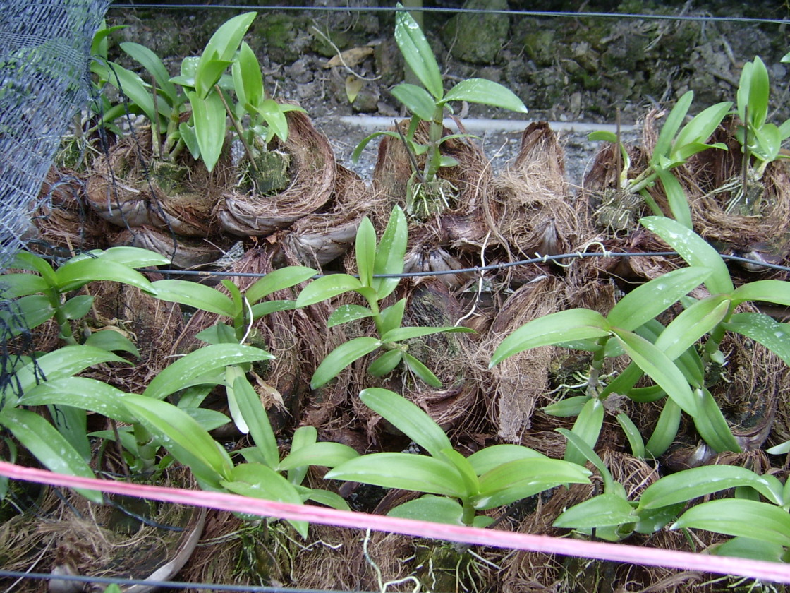 Orchid seedlings