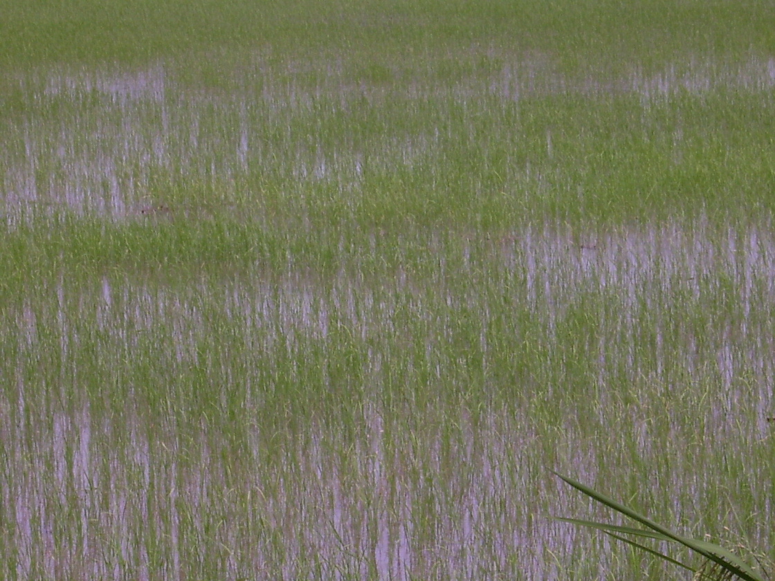 Rice Field