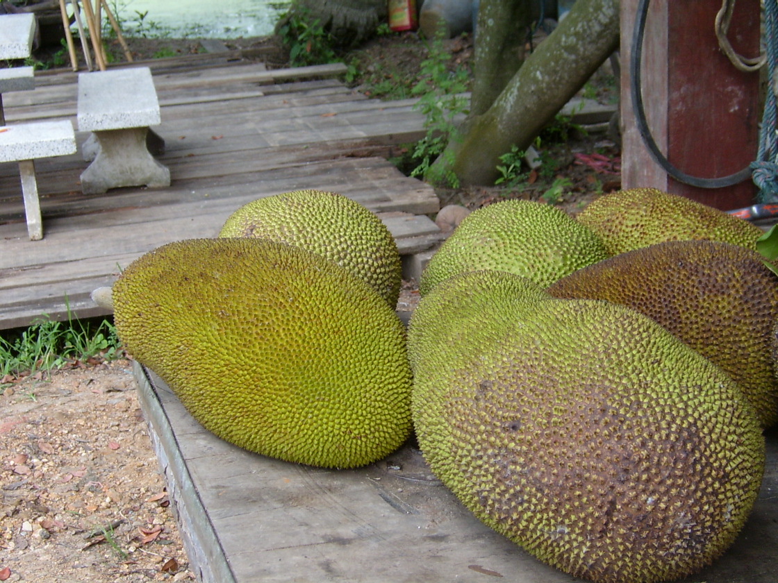 Durian : Thu-Rian