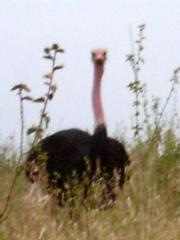 Ostrich