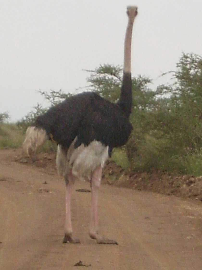 Ostrich