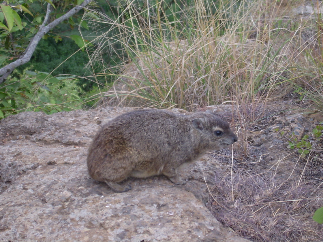 Mama Rabbit