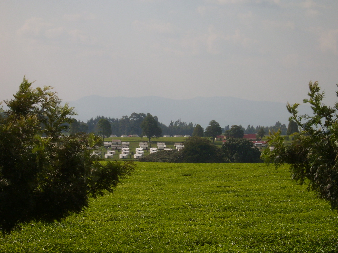 s4200689.jpg