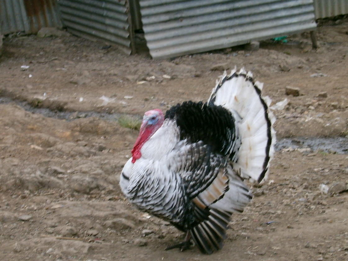 The Neighborhood Turkey