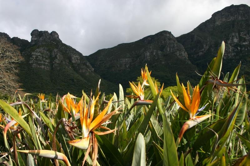 Kirstenbosch Gardens