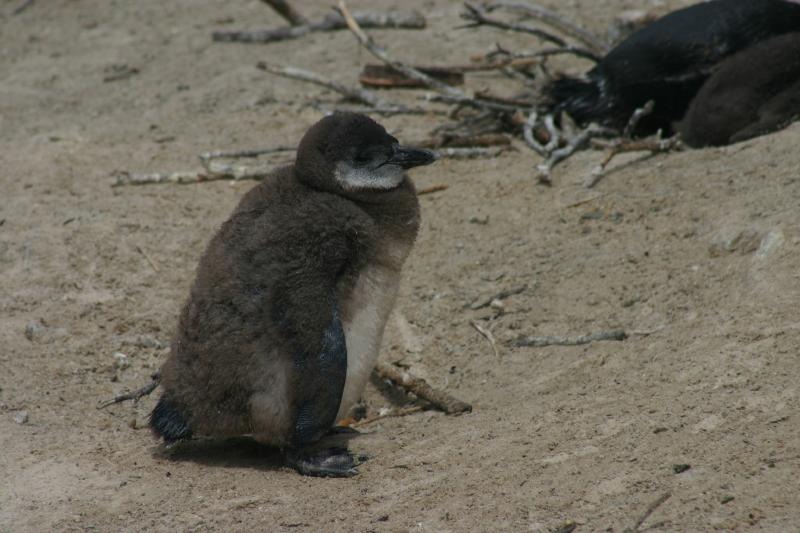 Penguin Chick