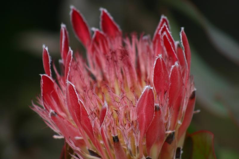 safricaprotea.jpg