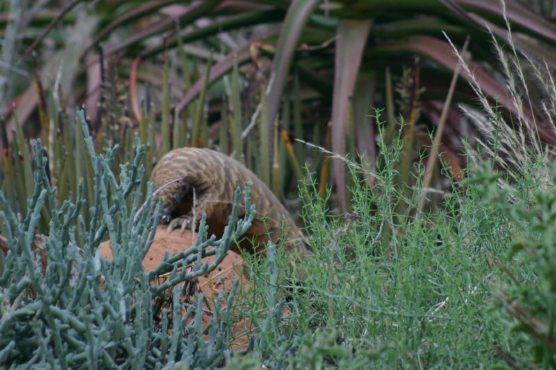 safricascaleyanteater.jpg