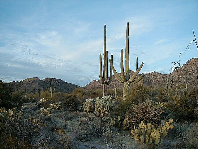 Saguaro National Park